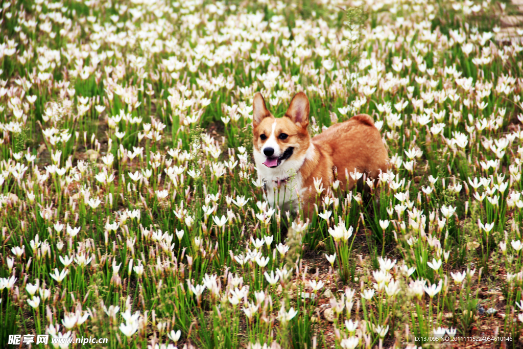 柯基犬
