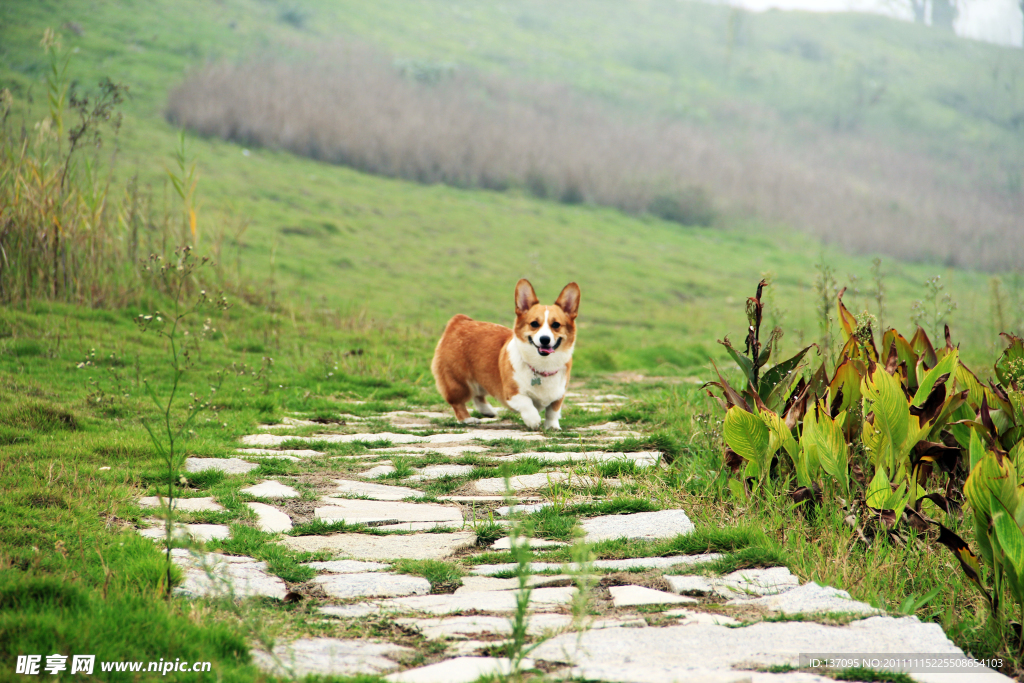 柯基犬