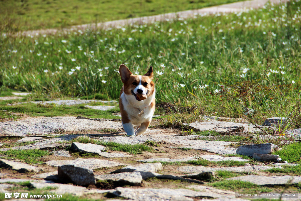 柯基犬