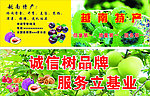 凉果广告