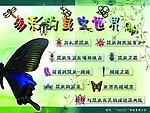 多彩的昆虫世界