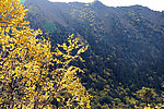 黄龙风景 黄叶