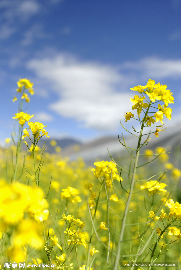 油菜花