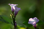 牵牛花