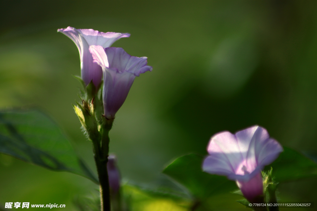 牵牛花