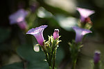 牵牛花