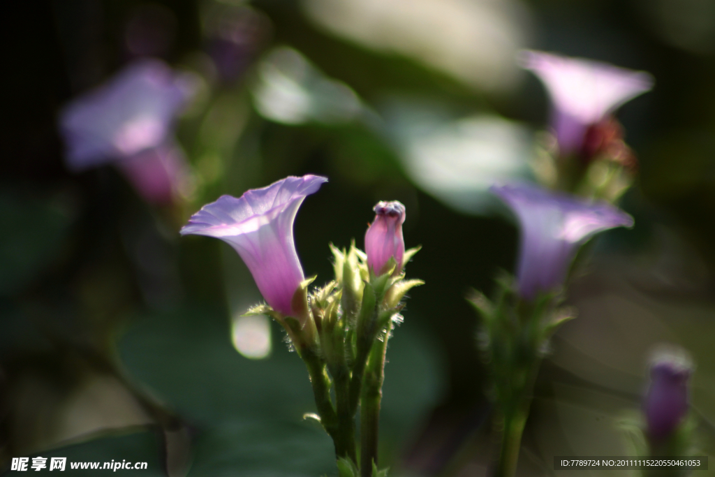 牵牛花
