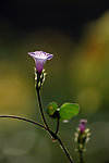 牵牛花