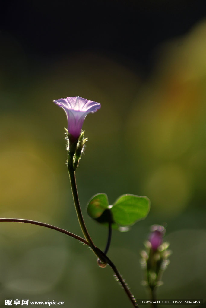 牵牛花