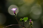 牵牛花