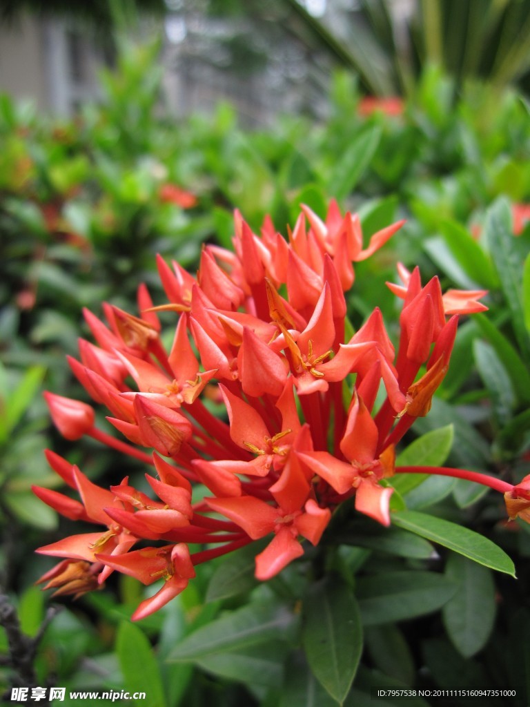 龙船花