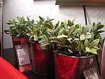 植物