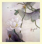 荷花