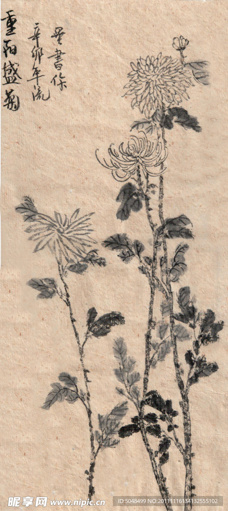 国画菊花