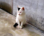 我家的猫