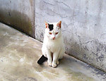 我家的猫
