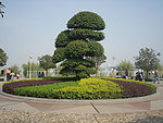 景观树