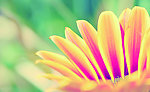 野菊花