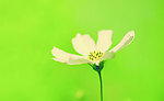 秋英花