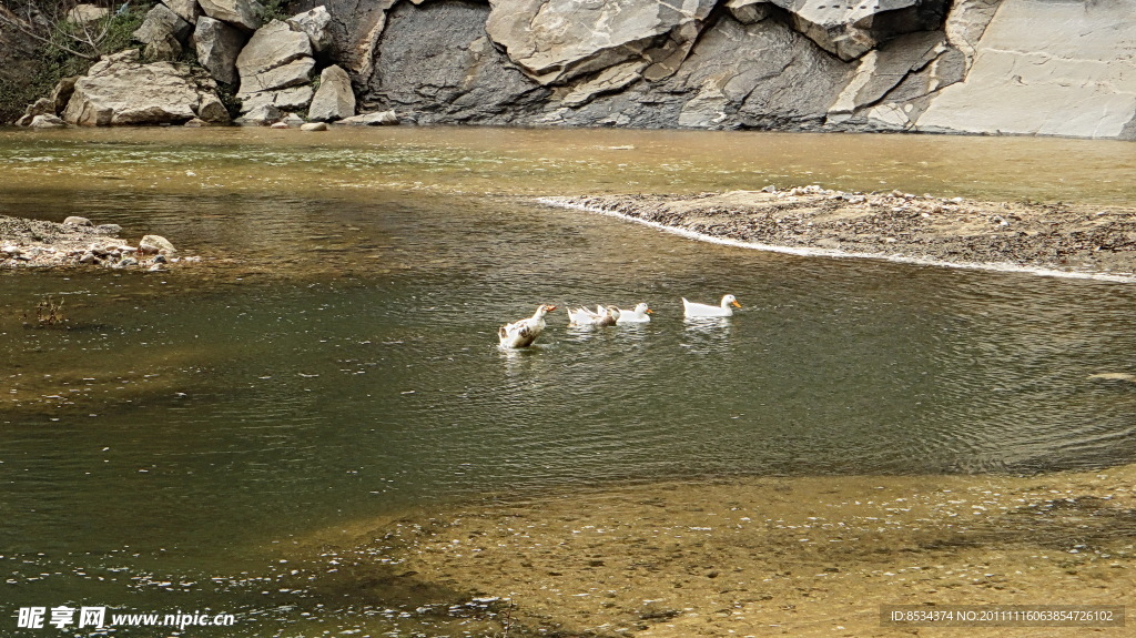 野鸭