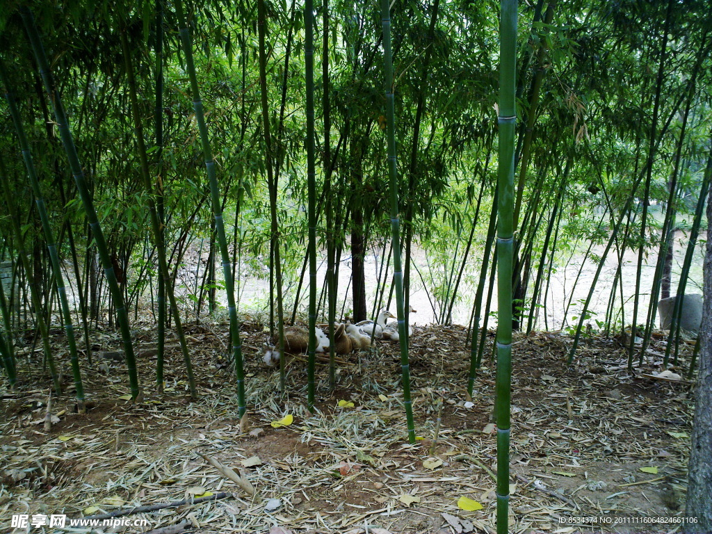 竹林里的鸭群