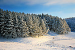 冬季雪景