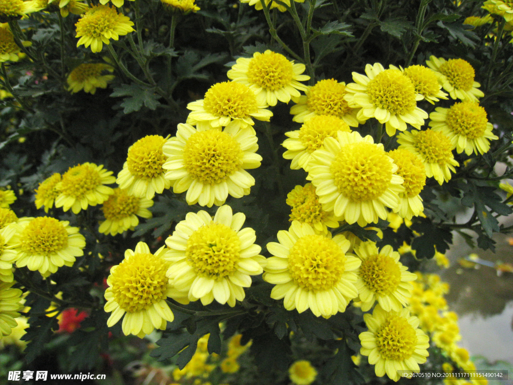 菊花 小雏菊