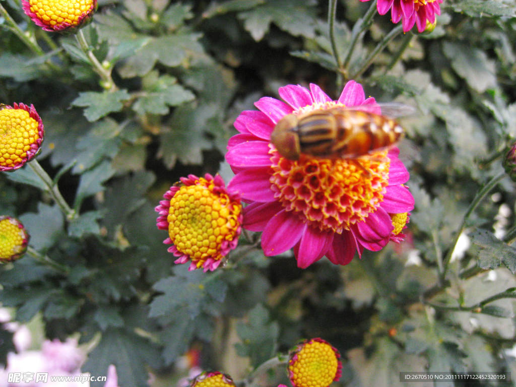 菊花 蜜蜂 采蜜