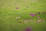 落花
