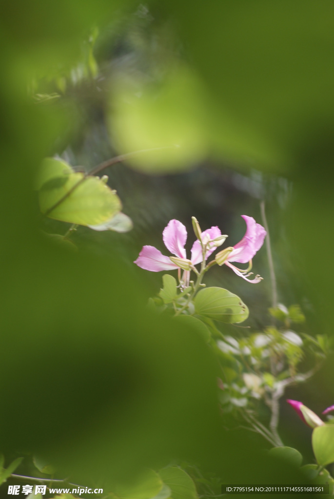 茉莉花