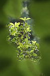 植物 花草树木
