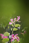 茉莉花