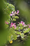 茉莉花