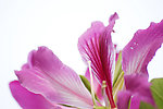 茉莉花