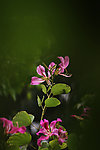 茉莉花