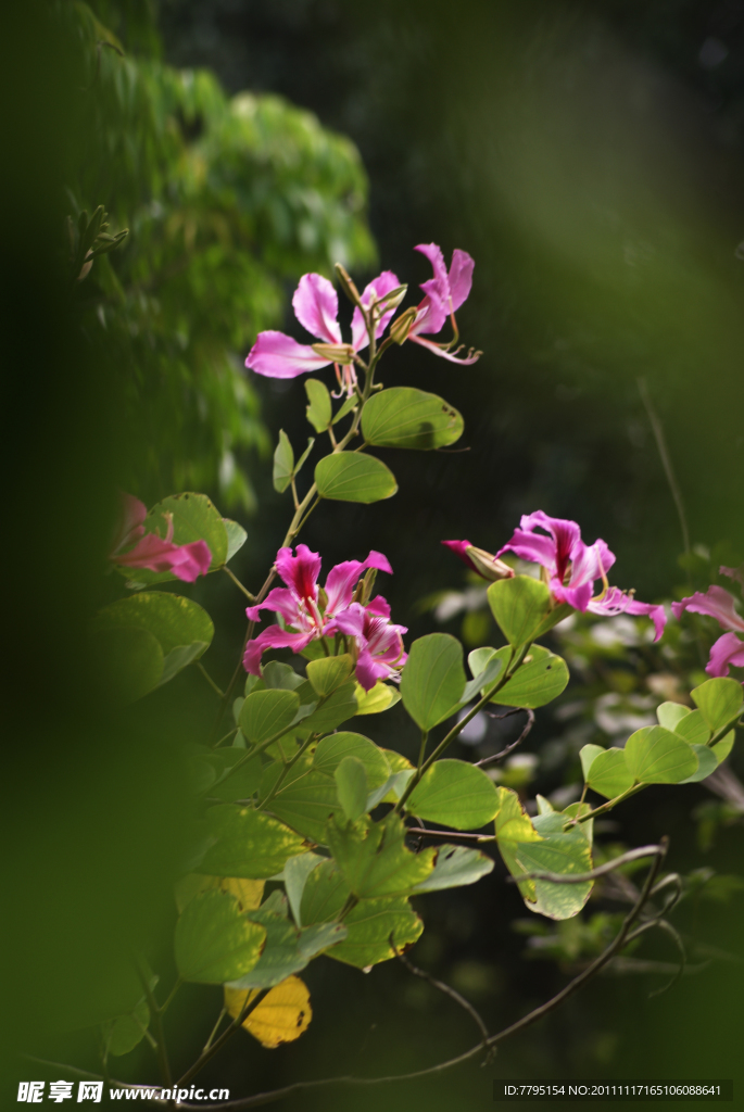 茉莉花