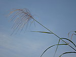 芦苇