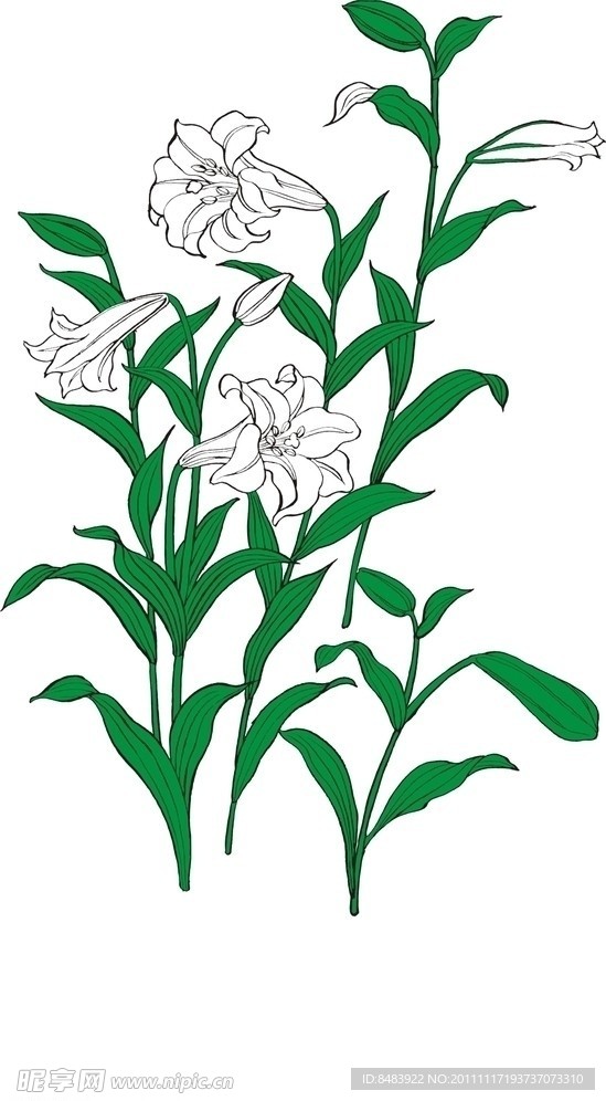 百合花