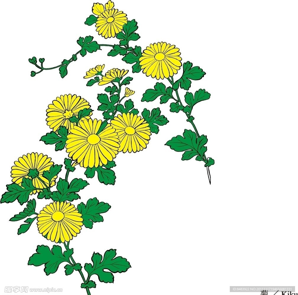 菊花