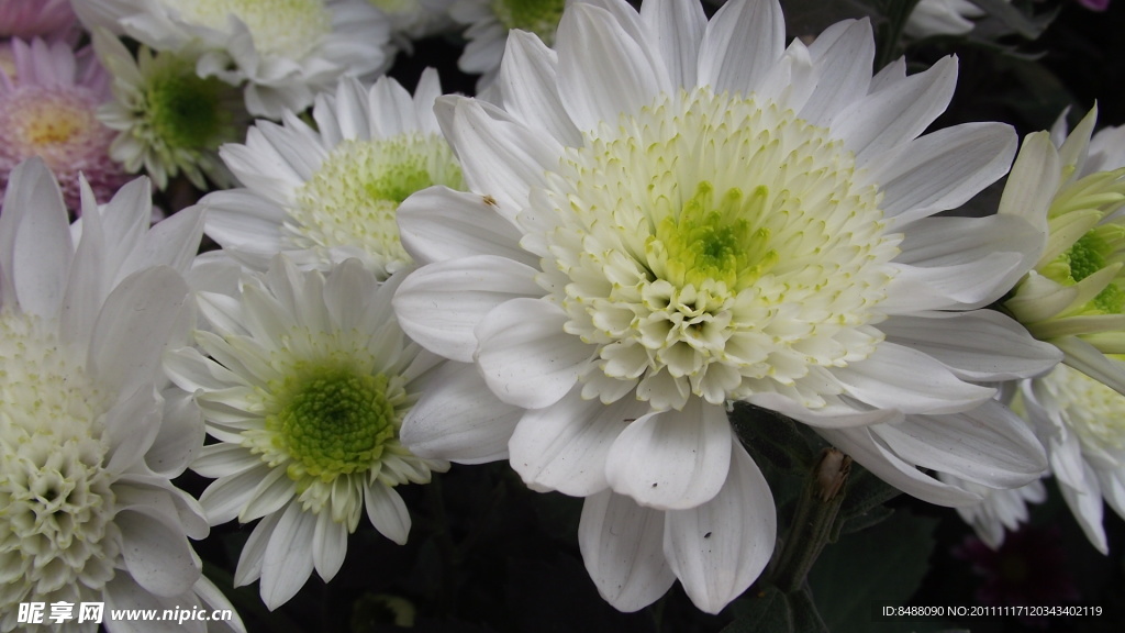 白菊