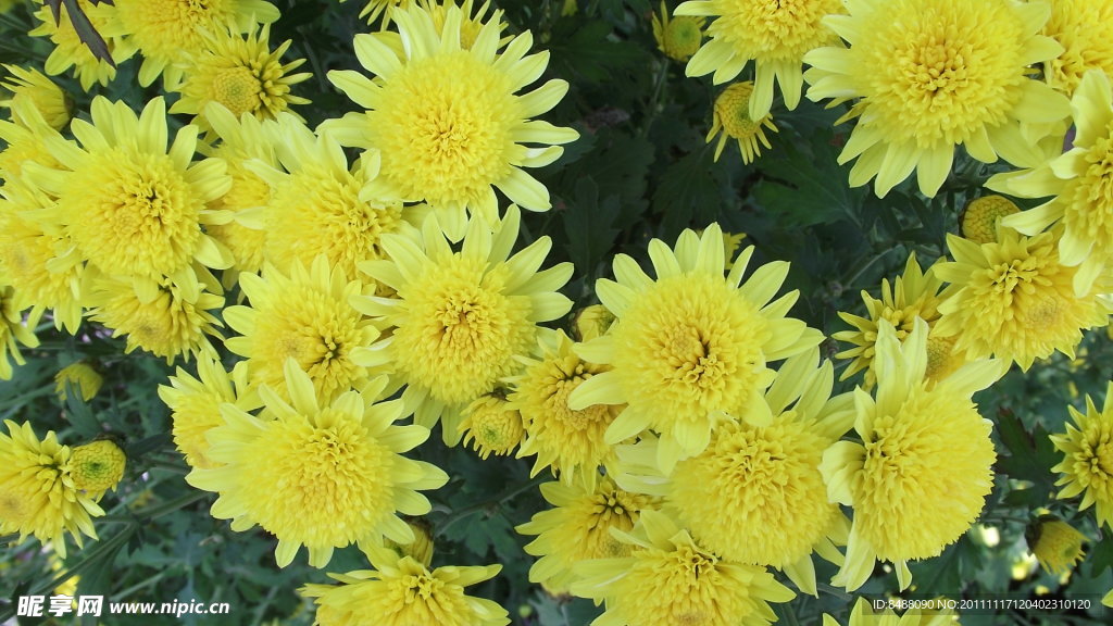秋菊