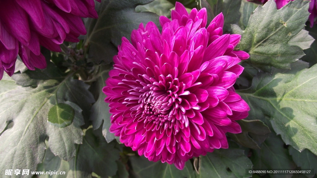 秋菊