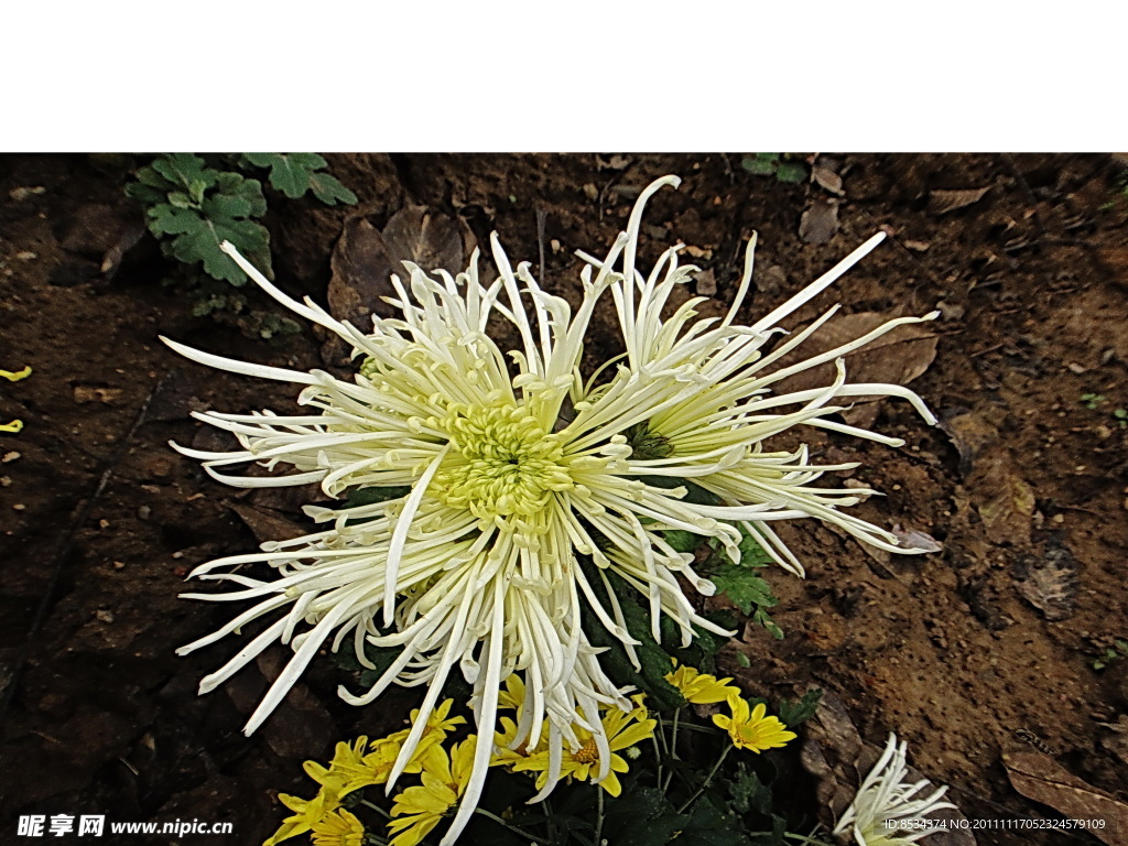白菊