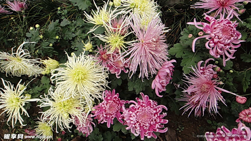 白菊与粉菊