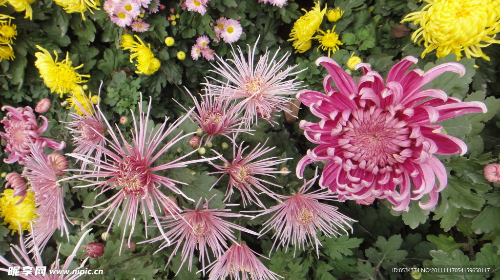 菊花一组