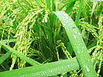 雨中稻田