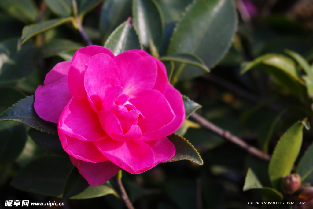 茶花