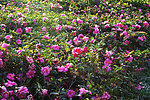 茶花