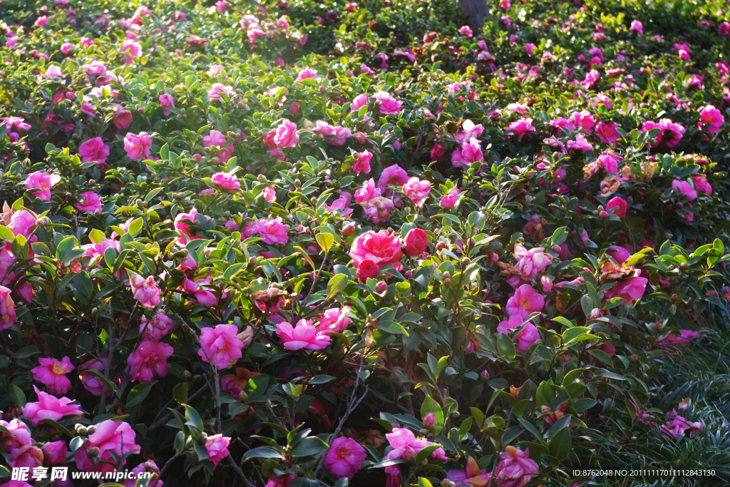 茶花