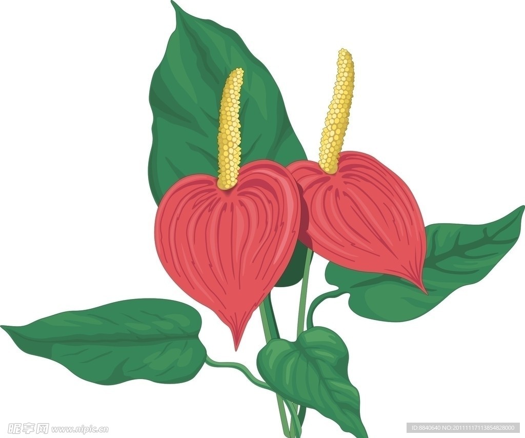 花卉